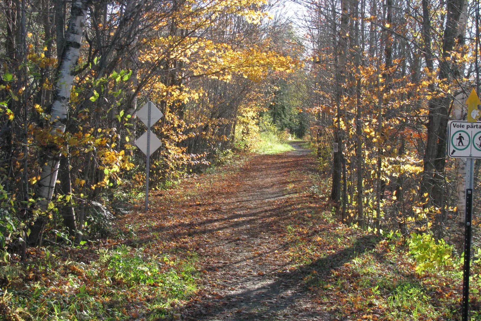 Un sentier de terre sous les bouleaux et les érables d’automne, sur l’ancienne voie ferrée de Montfort.